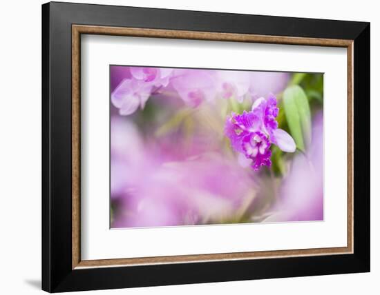 Orchids in the Orchid House, Kandy Royal Botanical Gardens, Peradeniya, Kandy, Sri Lanka, Asia-Matthew Williams-Ellis-Framed Photographic Print