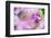 Orchids in the Orchid House, Kandy Royal Botanical Gardens, Peradeniya, Kandy, Sri Lanka, Asia-Matthew Williams-Ellis-Framed Photographic Print