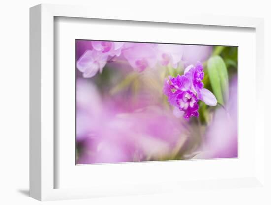 Orchids in the Orchid House, Kandy Royal Botanical Gardens, Peradeniya, Kandy, Sri Lanka, Asia-Matthew Williams-Ellis-Framed Photographic Print