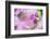 Orchids in the Orchid House, Kandy Royal Botanical Gardens, Peradeniya, Kandy, Sri Lanka, Asia-Matthew Williams-Ellis-Framed Photographic Print