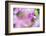 Orchids in the Orchid House, Kandy Royal Botanical Gardens, Peradeniya, Kandy, Sri Lanka, Asia-Matthew Williams-Ellis-Framed Photographic Print