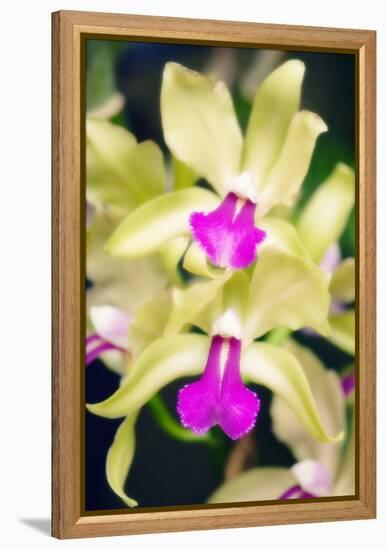 Orchids (Lc. Roitelet 'Paradis')-Maria Mosolova-Framed Premier Image Canvas