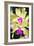 Orchids (Lc. Roitelet 'Paradis')-Maria Mosolova-Framed Photographic Print