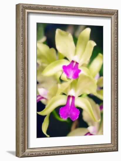 Orchids (Lc. Roitelet 'Paradis')-Maria Mosolova-Framed Photographic Print