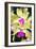 Orchids (Lc. Roitelet 'Paradis')-Maria Mosolova-Framed Photographic Print