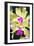 Orchids (Lc. Roitelet 'Paradis')-Maria Mosolova-Framed Photographic Print