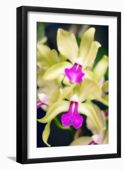 Orchids (Lc. Roitelet 'Paradis')-Maria Mosolova-Framed Photographic Print