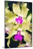 Orchids (Lc. Roitelet 'Paradis')-Maria Mosolova-Mounted Photographic Print