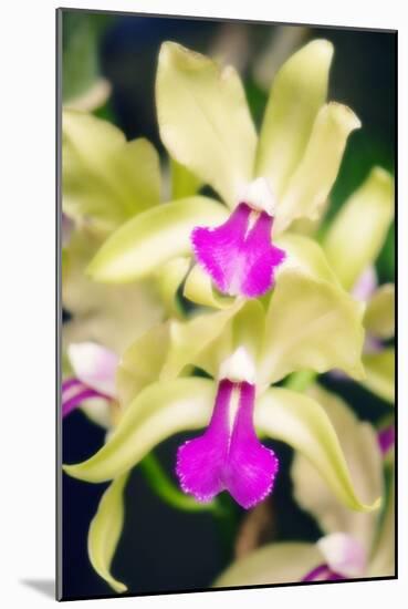 Orchids (Lc. Roitelet 'Paradis')-Maria Mosolova-Mounted Photographic Print