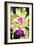 Orchids (Lc. Roitelet 'Paradis')-Maria Mosolova-Framed Photographic Print