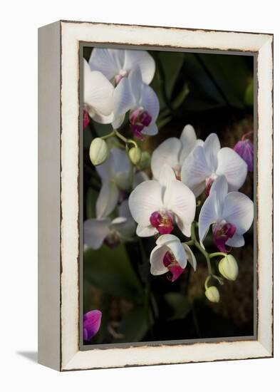 Orchids on Display, London-Natalie Tepper-Framed Stretched Canvas