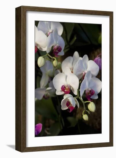 Orchids on Display, London-Natalie Tepper-Framed Photo