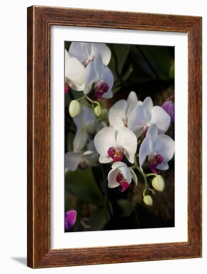 Orchids on Display, London-Natalie Tepper-Framed Photo