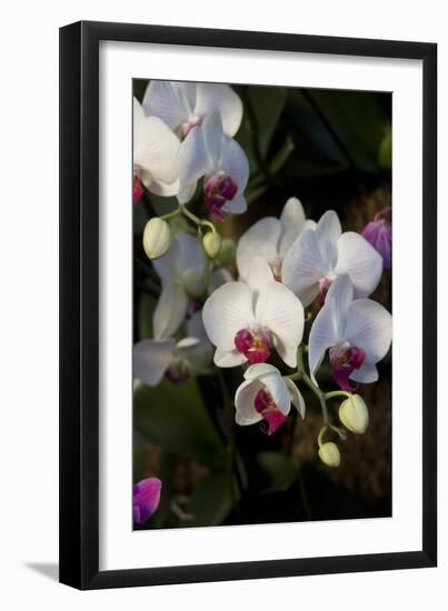 Orchids on Display, London-Natalie Tepper-Framed Photo