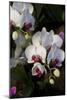 Orchids on Display, London-Natalie Tepper-Mounted Photo