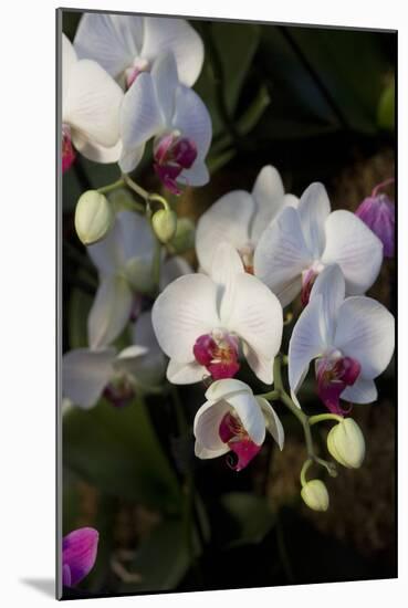 Orchids on Display, London-Natalie Tepper-Mounted Photo