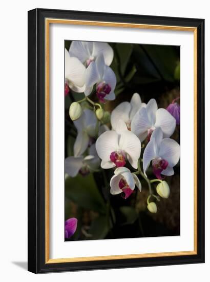 Orchids on Display, London-Natalie Tepper-Framed Photo