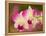 Orchids, Selby Gardens, Sarasota, Florida, USA-Adam Jones-Framed Premier Image Canvas