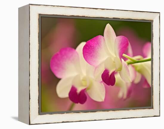 Orchids, Selby Gardens, Sarasota, Florida, USA-Adam Jones-Framed Premier Image Canvas