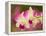 Orchids, Selby Gardens, Sarasota, Florida, USA-Adam Jones-Framed Premier Image Canvas