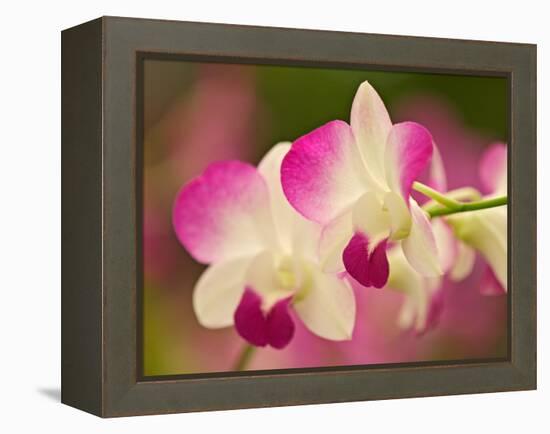 Orchids, Selby Gardens, Sarasota, Florida, USA-Adam Jones-Framed Premier Image Canvas