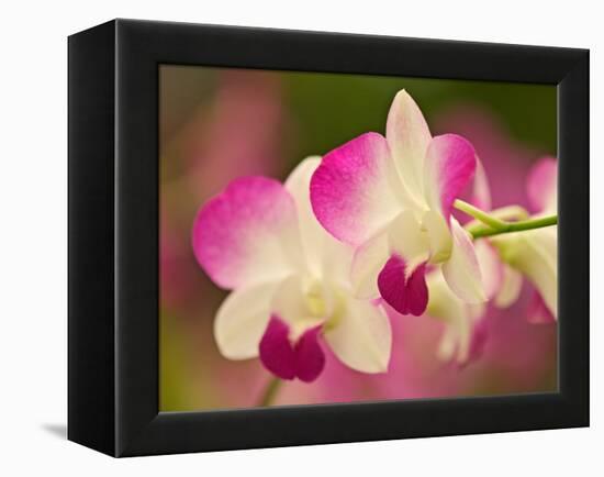 Orchids, Selby Gardens, Sarasota, Florida, USA-Adam Jones-Framed Premier Image Canvas