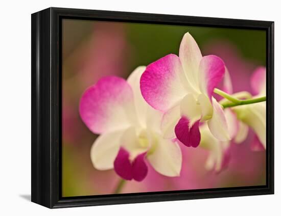 Orchids, Selby Gardens, Sarasota, Florida, USA-Adam Jones-Framed Premier Image Canvas