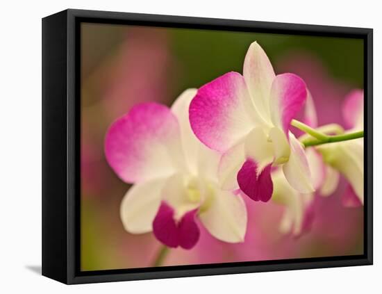 Orchids, Selby Gardens, Sarasota, Florida, USA-Adam Jones-Framed Premier Image Canvas