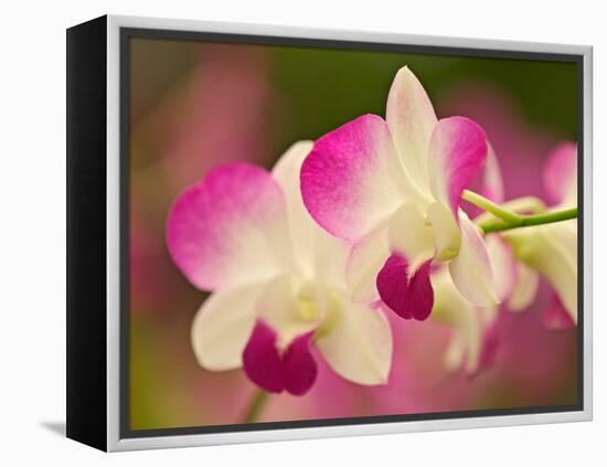 Orchids, Selby Gardens, Sarasota, Florida, USA-Adam Jones-Framed Premier Image Canvas