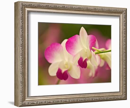 Orchids, Selby Gardens, Sarasota, Florida, USA-Adam Jones-Framed Photographic Print