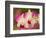 Orchids, Selby Gardens, Sarasota, Florida, USA-Adam Jones-Framed Photographic Print