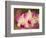 Orchids, Selby Gardens, Sarasota, Florida, USA-Adam Jones-Framed Photographic Print