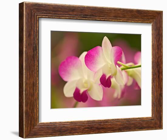 Orchids, Selby Gardens, Sarasota, Florida, USA-Adam Jones-Framed Photographic Print