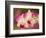 Orchids, Selby Gardens, Sarasota, Florida, USA-Adam Jones-Framed Photographic Print