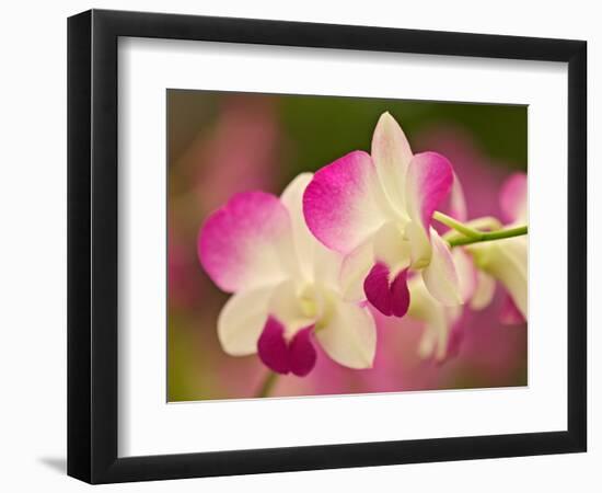 Orchids, Selby Gardens, Sarasota, Florida, USA-Adam Jones-Framed Photographic Print