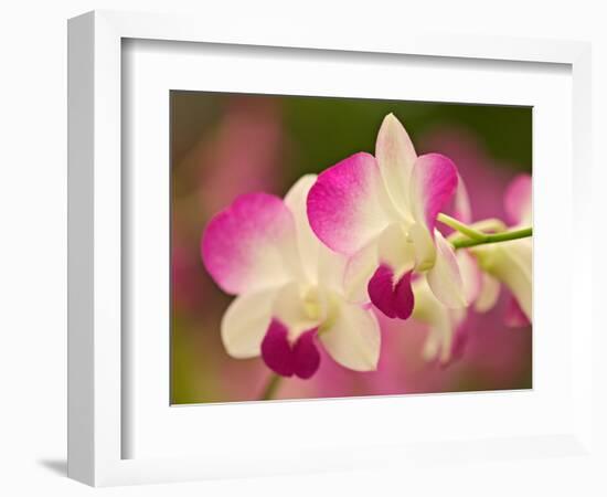 Orchids, Selby Gardens, Sarasota, Florida, USA-Adam Jones-Framed Photographic Print
