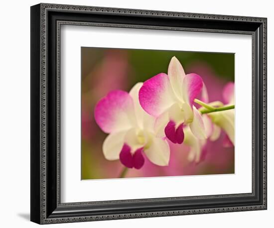 Orchids, Selby Gardens, Sarasota, Florida, USA-Adam Jones-Framed Photographic Print