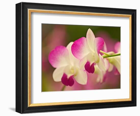 Orchids, Selby Gardens, Sarasota, Florida, USA-Adam Jones-Framed Photographic Print