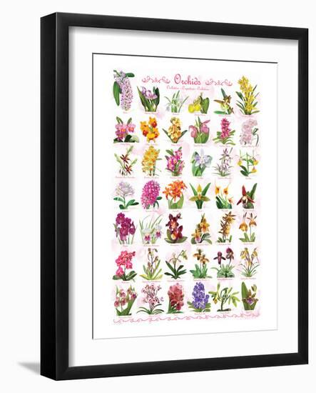 Orchids-null-Framed Art Print