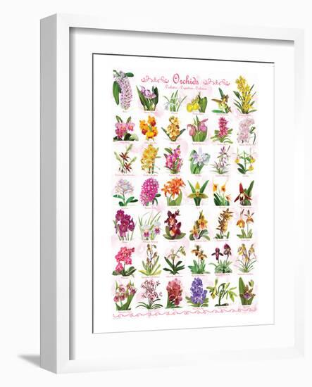 Orchids-null-Framed Art Print