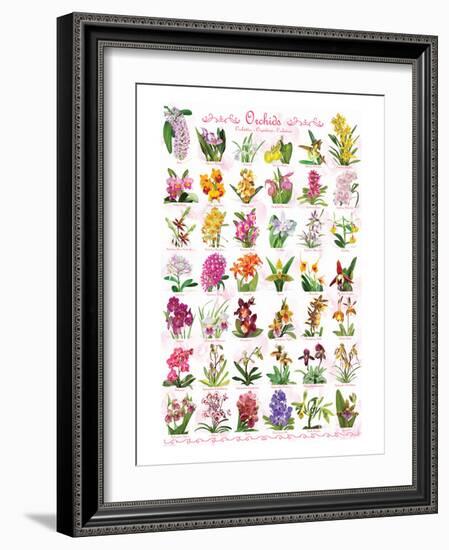 Orchids-null-Framed Art Print