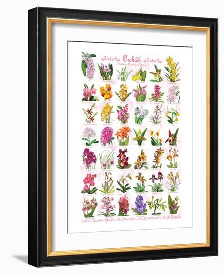 Orchids-null-Framed Art Print