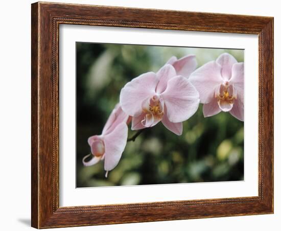 Orchids-Alfred Eisenstaedt-Framed Photographic Print