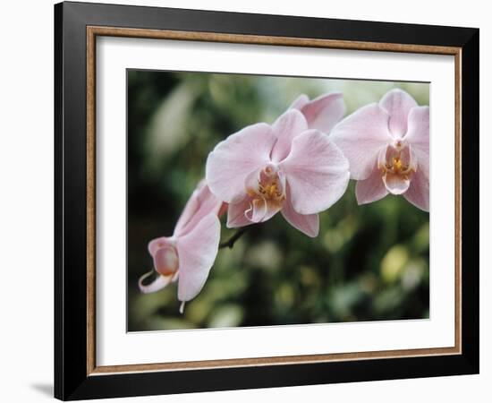 Orchids-Alfred Eisenstaedt-Framed Photographic Print