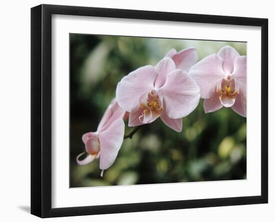 Orchids-Alfred Eisenstaedt-Framed Photographic Print