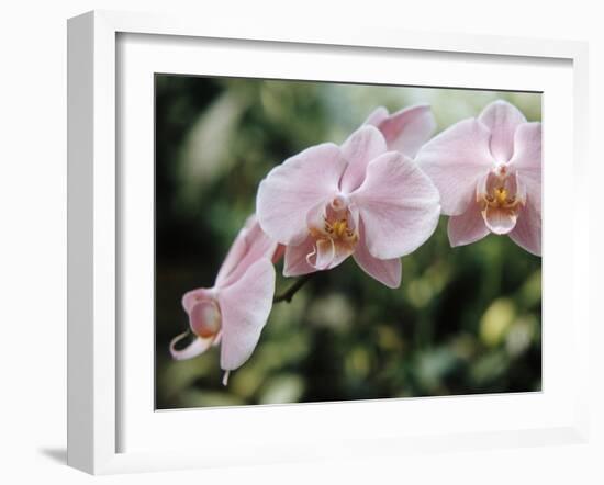 Orchids-Alfred Eisenstaedt-Framed Photographic Print