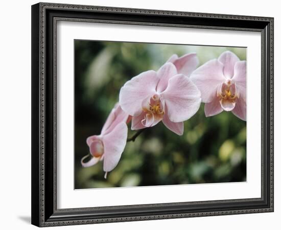 Orchids-Alfred Eisenstaedt-Framed Photographic Print