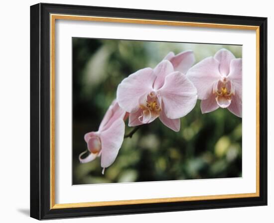 Orchids-Alfred Eisenstaedt-Framed Photographic Print