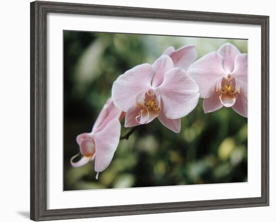 Orchids-Alfred Eisenstaedt-Framed Photographic Print