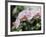 Orchids-Alfred Eisenstaedt-Framed Photographic Print